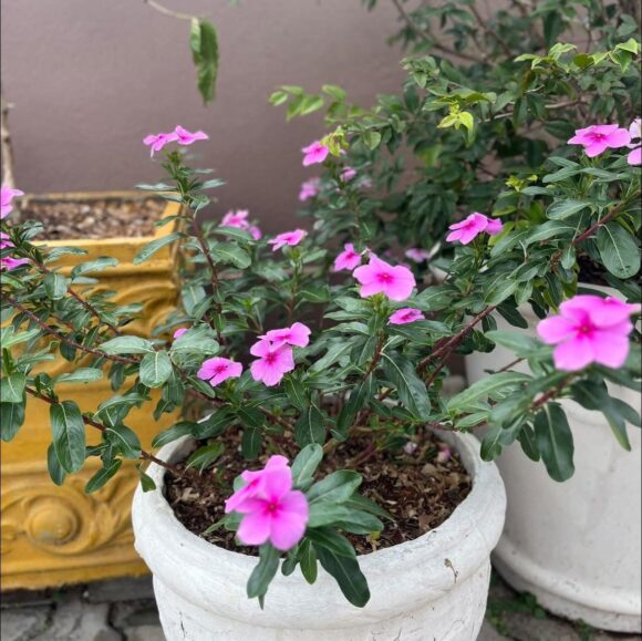 WhatsApp Image 2025-12-01 at 14.26.40 (2)