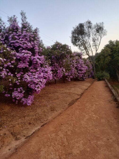 WhatsApp Image 2026-01-19 at 14.10.48