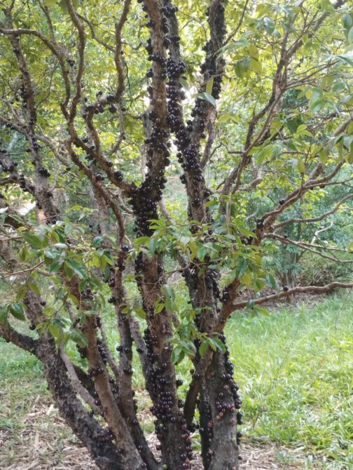 WhatsApp Image 2026-01-19 at 14.10.50 (1)