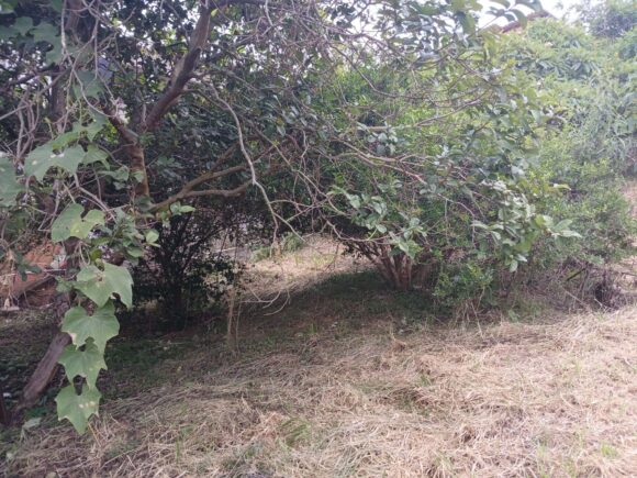 WhatsApp Image 2026-01-26 at 11.28.32 (1)